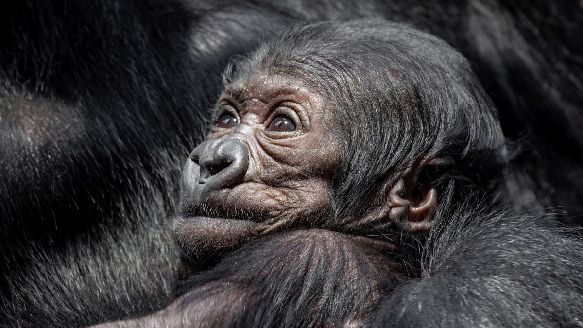 Gorilí mládě v pražské zoo už zná své jméno, odkazuje na dědictví
